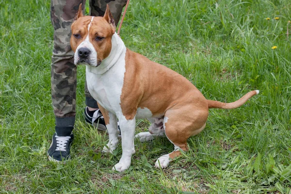 Amerikai Staffordshire Terrier kölyök áll egy zöld rét az ő tulajdonosa. Kedvtelésből tartott állatok. — Stock Fotó