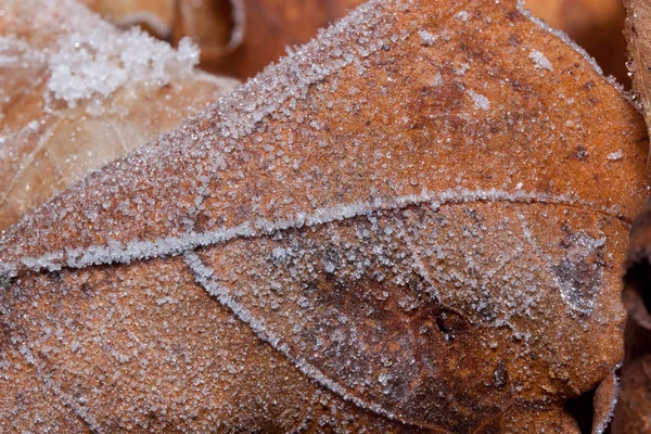 Szép őszi levél borított hoarfrost. Közelről. — Stock Fotó