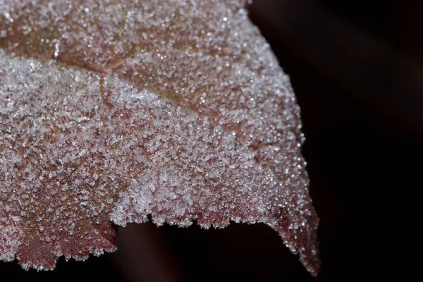 Szép piros levél borított hoarfrost. Közelről. — Stock Fotó