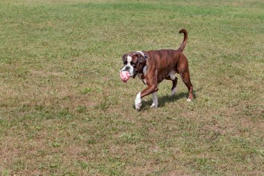 Beyaz işaretleri ile Brindle boksör köpek yavrusu yeşil bir çayır üzerinde onun oyuncak ile oynuyor. Evcil hayvanlar.