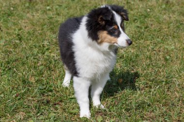 Shetland çoban köpeği yavrusu yeşil bir çayırüzerinde duruyor. Evcil hayvanlar.