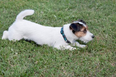 Sevimli jack russell terrier köpek yavrusu yeşil bir çayır üzerinde oynuyor. Evcil hayvanlar.