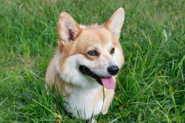 Beyaz işaretler ile Sevimli pembroke galce corgi köpek yavrusu yakın.