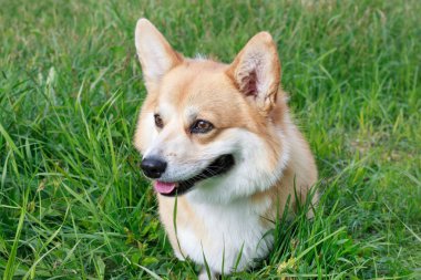 Beyaz işaretleri ile Sevimli pembroke galce corgi köpek yavrusu bir çiçek yeşil çayır üzerinde oturuyor.