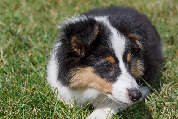 Cãozinho bonito de shetland sheepdog está deitado na grama verde. Fecha. Três meses de idade . — Fotografia de Stock