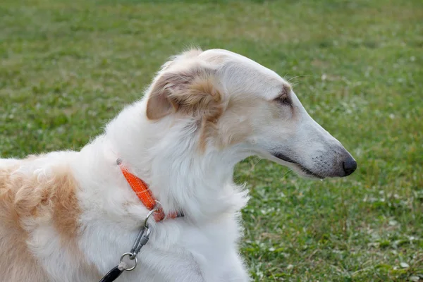 Sevimli Rus av sighthound yakın. Russkaya psovaya borzaya veya rus kurt köpeği. — Stok fotoğraf