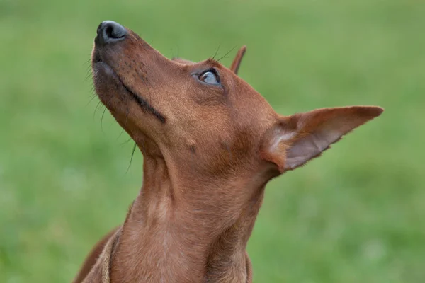 Minyatür pinscher sevimli kırmızı köpek yavrusu yakın. — Stok fotoğraf