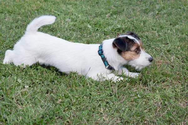 Lindo gato russell terrier cachorro está jugando en un prado verde. Animales de compañía . — Foto de Stock