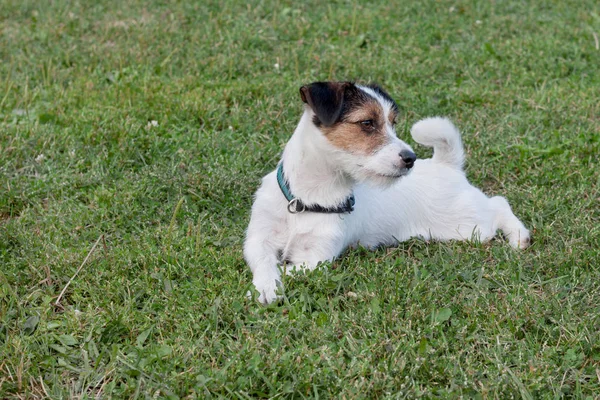 Милый щенок Джека Рассела Терьера лежит на зеленом лугу. Животные . — стоковое фото