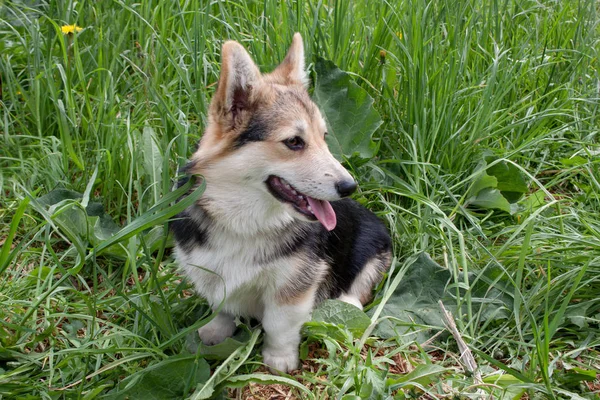 Fawn and black puppy of pembroke welsh corgi is sitting in the green grass. — Stock Photo, Image