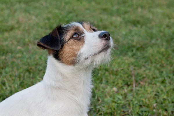 Cute jack russell terrier puppy with hazel eyes. Pet animals. — Stock Image Cute jack russell terrier puppy with hazel eyes. Pet animals. Stock Picture