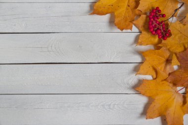 Kuru akçaağaç yaprakları ve rowanberry raceme ahşap bir masa üzerinde yatıyor. Sonbahar natürmort.