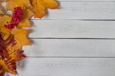 Kuru akçaağaç yaprakları ve rowanberry raceme beyaz ahşap masa üzerinde yatıyor. Sonbahar natürmort.