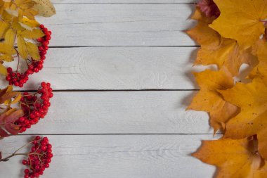 Kuru yapraklar ve rowanberry racemes ahşap bir masa üzerinde yatıyor. Sonbahar natürmort.