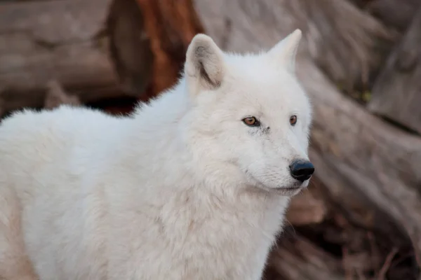 Lobo branco da tundra do alasca de perto. Canis lupus arctos. Lobo polar ou lobo branco . — Fotografia de Stock