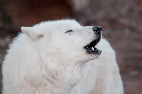 Lobo salvaje de tundra Alaska está aullando en respuesta a otros lobos. Canis lupus arctos. Lobo polar o lobo blanco . — Foto de Stock
