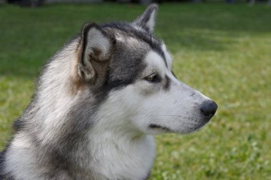 Sibirya husky bir bahar yeşil çayır üzerinde oturuyor. Yakın çekim.
