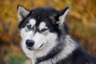 Bir sonbahar yeşillik arka plan üzerinde Sevimli Sibirya husky. Yakından kapatın. Evcil hayvanlar.