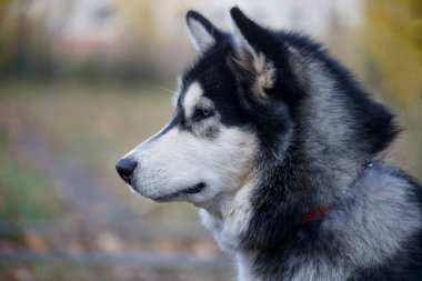 Şirin Sibirya kurt köpeği. Yaklaş. Evcil hayvanlar..