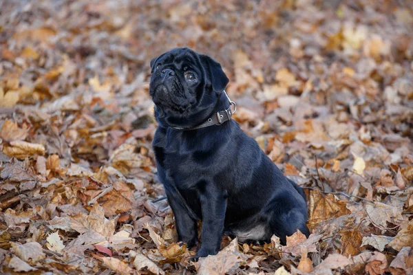 Čínské pugské štěně sedí na podzimním listí. Holandská matuhá nebo mops. Zvířata v zájmovém chovu. — Stock fotografie