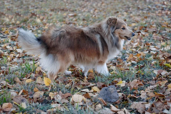 세이블 셰틀랜드 양치기 강아지가 가을 공원에서 걷고 있습니다. 셰틀랜드 콜리 또는 셸티. 애완 동물. — 스톡 사진