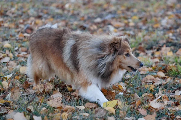 Sable shetland cachorro cão pastor está jogando no parque de outono. Shetland Collie ou Sheltie. Animais de companhia . — Fotografia de Stock
