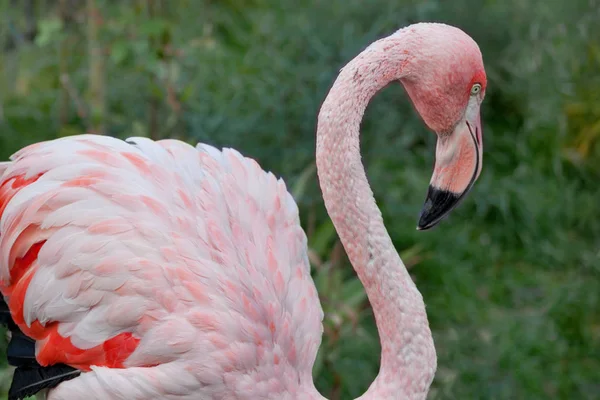 Greater flamingo with long neck and gorgeous plumes. Phoenicopte — Stock Photo, Image