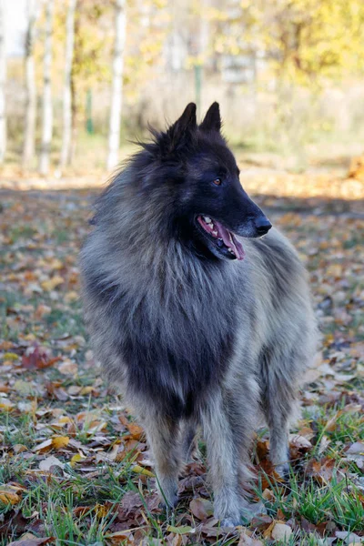 Aranyos belga juhászkutya Tervuren áll az őszi rét. Kedvtelésből tartott állatok. — Stock Fotó