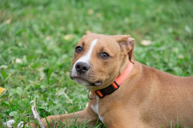 Sevimli amerikan staffordshire terrier köpek kameraya bakıyor. Evcil hayvanlar. İki aylık.