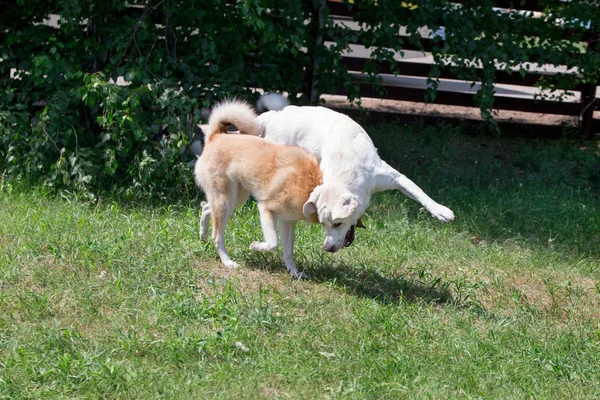 Laika siberiana ocidental e labrador retriever estão jogando no parque de outono. Animais de companhia . — Fotografia de Stock