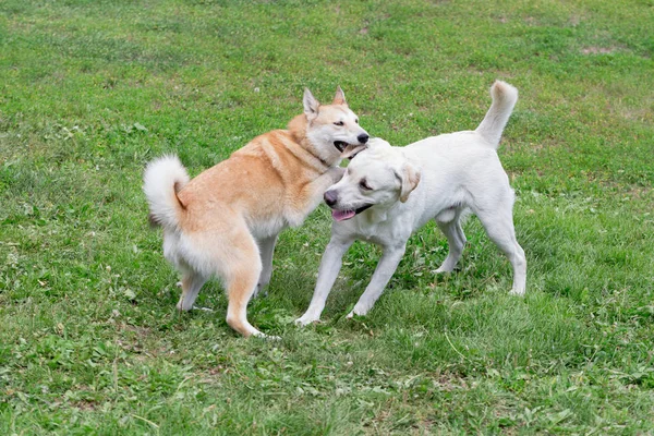 Mignon laïka sibérienne ouest et labrador retriever jouent dans le parc d'automne. Animaux de compagnie . — Photo