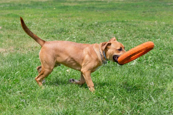 Söt Amerikanen Grop Tjur Förfärlig hundvalp leker med Doggie ring. Sällskapsdjur. — Stockfoto