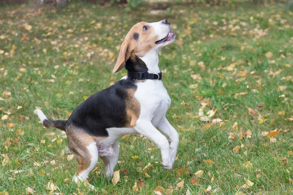 喜びのビーグルの子犬は、秋の公園で緑の草の上にジャンプしています。ペット動物. — ストック写真