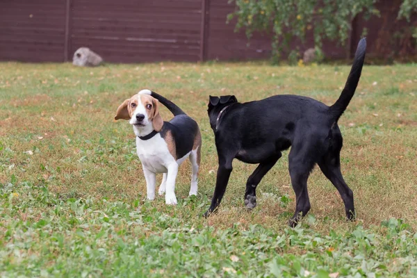 Chiot sans abri mignon et chiot beagle jouent dans le parc d'automne . — Photo