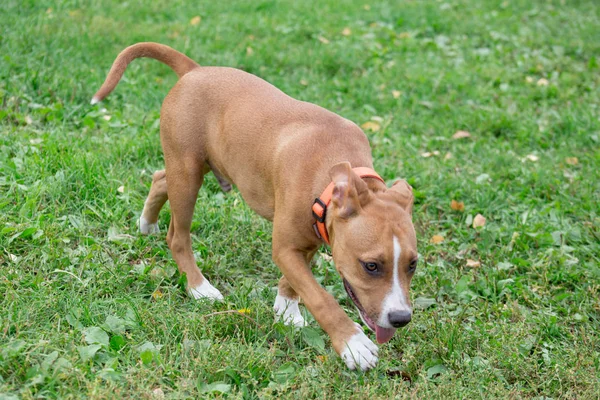 Chiot terrier américain staffordshire marche sur l'herbe verte dans le parc. Animaux de compagnie. Deux mois . — Photo