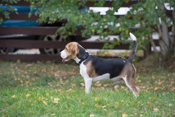 Mignon beagle chiot est debout sur l'herbe verte dans le parc d'automne. Animaux de compagnie . — Photo