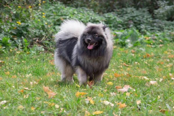 Söt Deutscher wolfspitz står på det gröna gräset i höst parken. Keeshond eller tyska Spitz. Sällskapsdjur. — Stockfoto