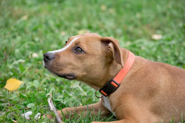 Sevimli amerikan staffordshire terrier köpek sonbahar parkı yeşil çim üzerinde yatıyor. Evcil hayvanlar. İki aylık. — Stok fotoğraf