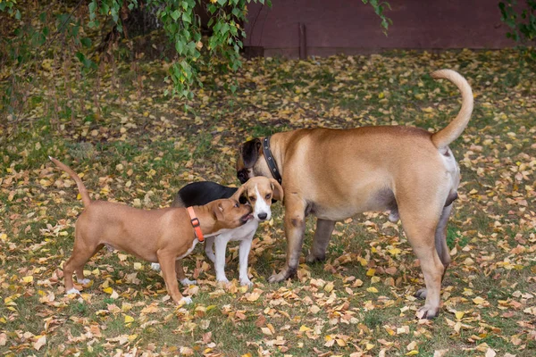 Beagle cachorro, staffordshire americano terrier cachorro y bullmastiff cachorro están jugando en el parque de otoño. Animales de compañía . —  Fotos de Stock