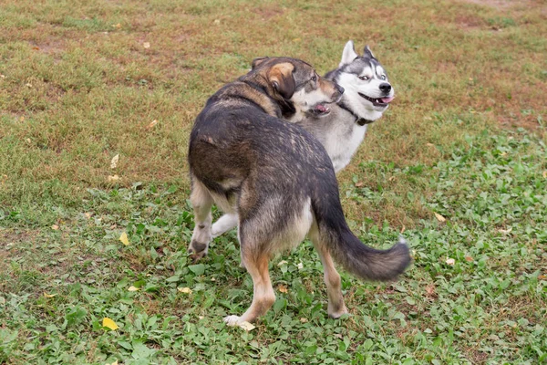 Carino siberiano husky e cane multirazza stanno giocando nel parco autunnale . — Foto Stock