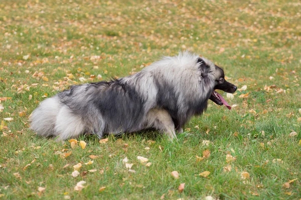 Cute deutscher wolfspitz is lying on the green grass in autumn park. Keeshond or german spitz. Pet animals. — Stock Photo, Image