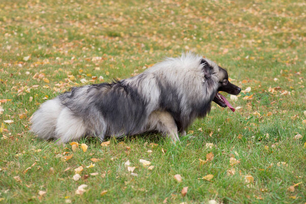 Cute deutscher wolfspitz is lying on the green grass in autumn park. Keeshond or german spitz. Pet animals.