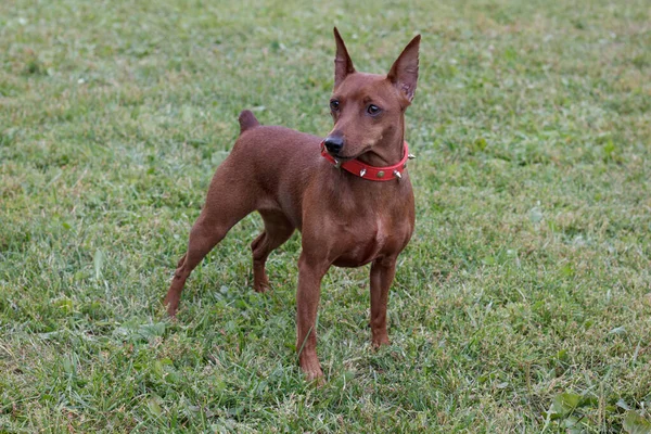 Cão vermelho bonito de pinscher miniatura está de pé em um prado verde . — Fotografia de Stock