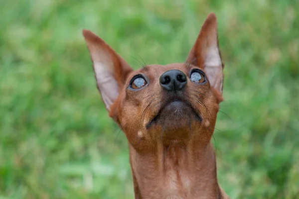 Vermelho filhote de cachorro miniatura pinscher de perto. Animais de companhia . — Fotografia de Stock