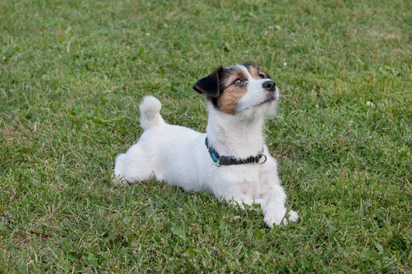 Cute jack russell terrier cucciolo è sdraiato su un prato verde. Animali da compagnia . — Foto Stock