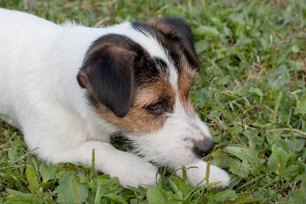 Cute jack russell terrier puppy with hazel eyes. Pet animals. — Stock Image Cute jack russell terrier puppy with hazel eyes. Pet animals. Royalty Free Stock Photos