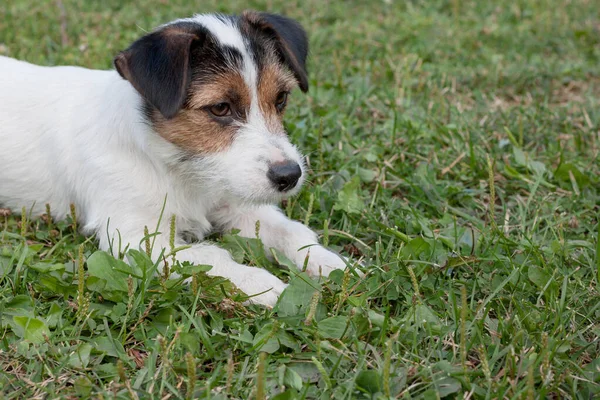 Cute jack russell terrier puppy with hazel eyes is lying on a green meadow. Pet animals. — Stock Image Cute jack russell terrier puppy with hazel eyes is lying on a green meadow. Pet animals. Royalty Free Stock Photos