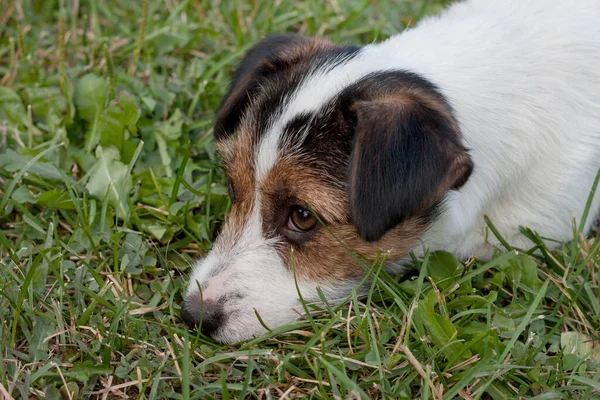 Cute jack russell terrier puppy with hazel eyes close up. Pet animals. — Stock Image Cute jack russell terrier puppy with hazel eyes close up. Pet animals. Royalty Free Stock Images