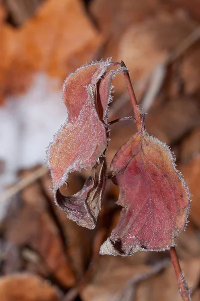 Schöne Herbstblätter mit Raureif bedeckt. Nahaufnahme. — Stockfoto