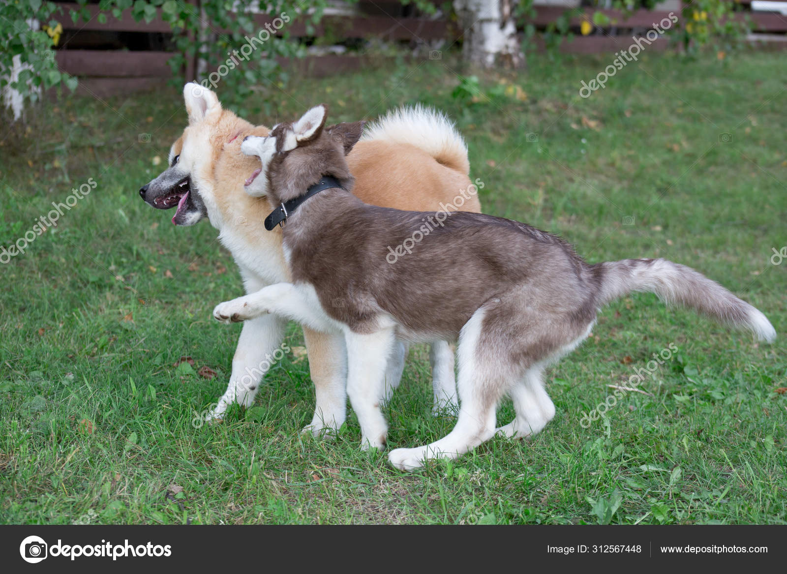 husky akita inu